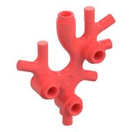 Animal / Plant, Coral / Sea Weed (Coral)