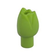 Plant, Flower, Tulip (Lime)