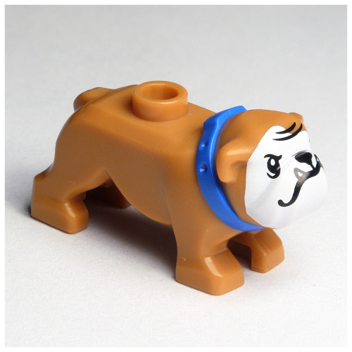 Animal, Dog, Bulldog with White Face, Fangs, Blue Collar Print (Medium Nougat)