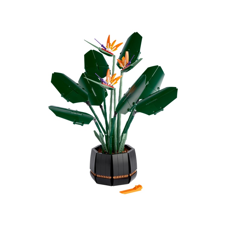 Bird of Paradise