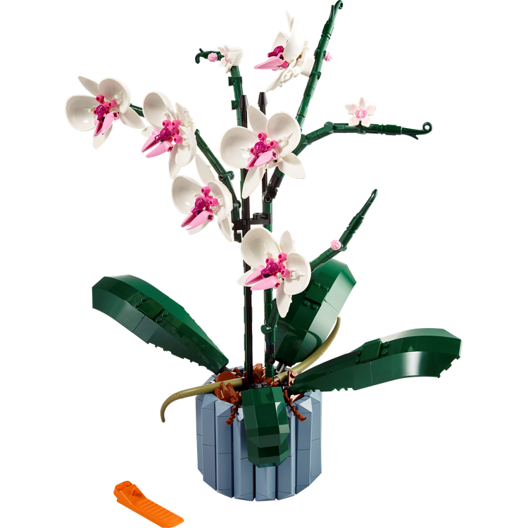 Orchid