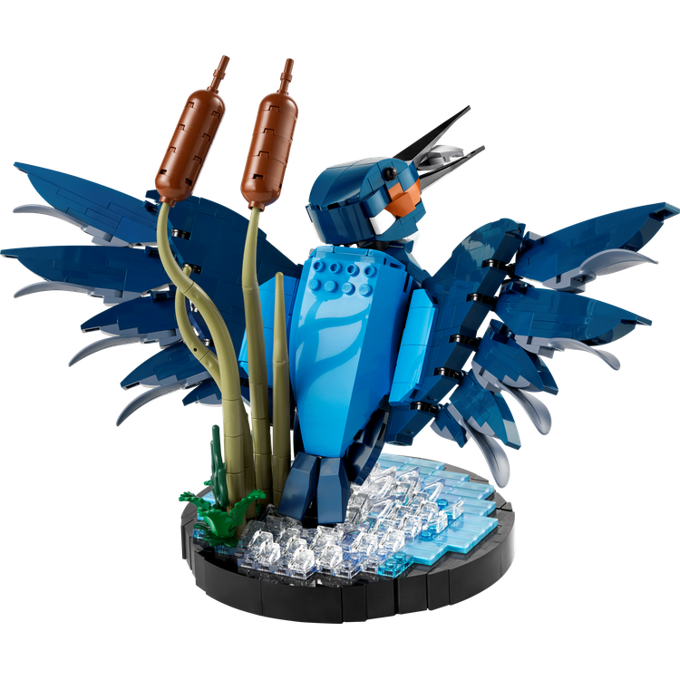 Kingfisher Bird