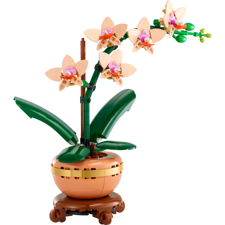 Mini Orchid