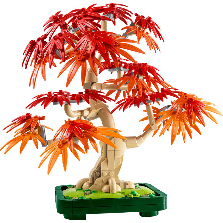 Japanese Red Maple Bonsai Tree