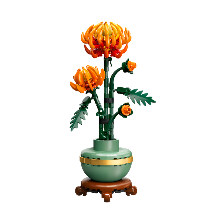 Chrysanthemum