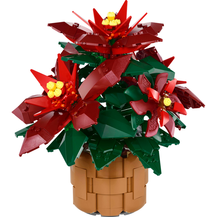 Poinsettia