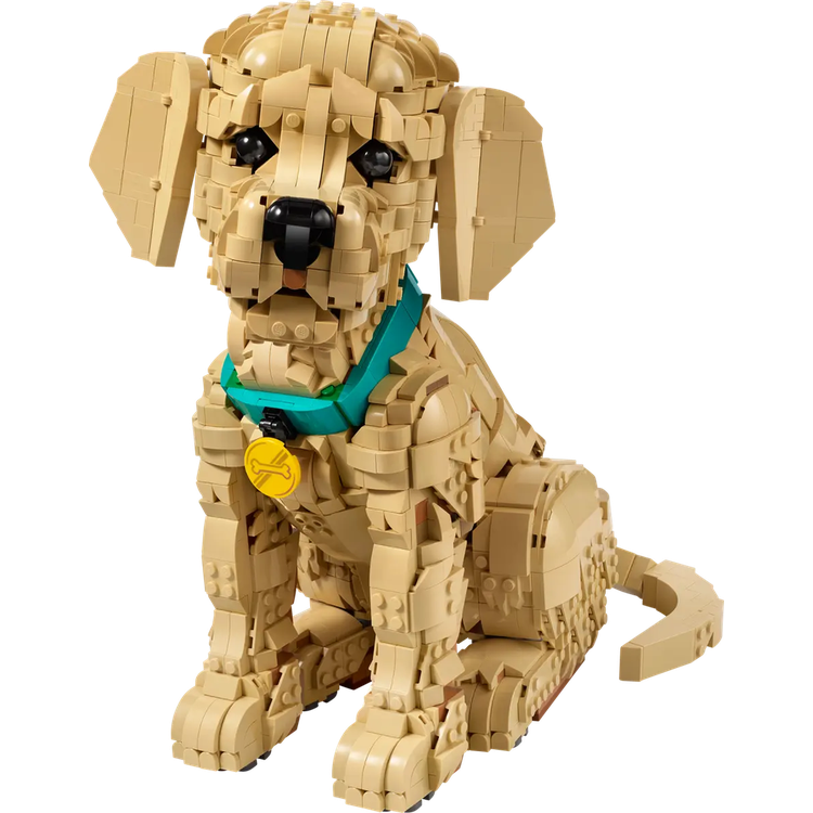 Golden Retriever Puppy