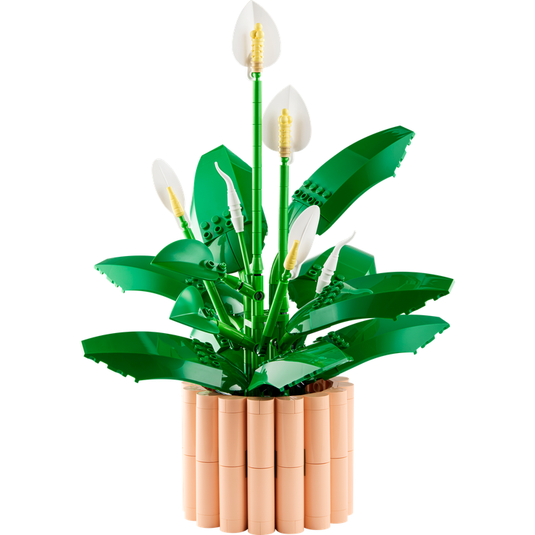 Peace Lily