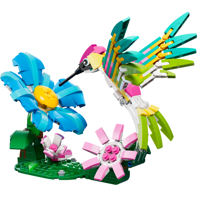 Wild Animals: Colorful Hummingbird
