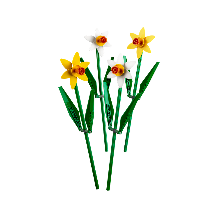 Daffodils