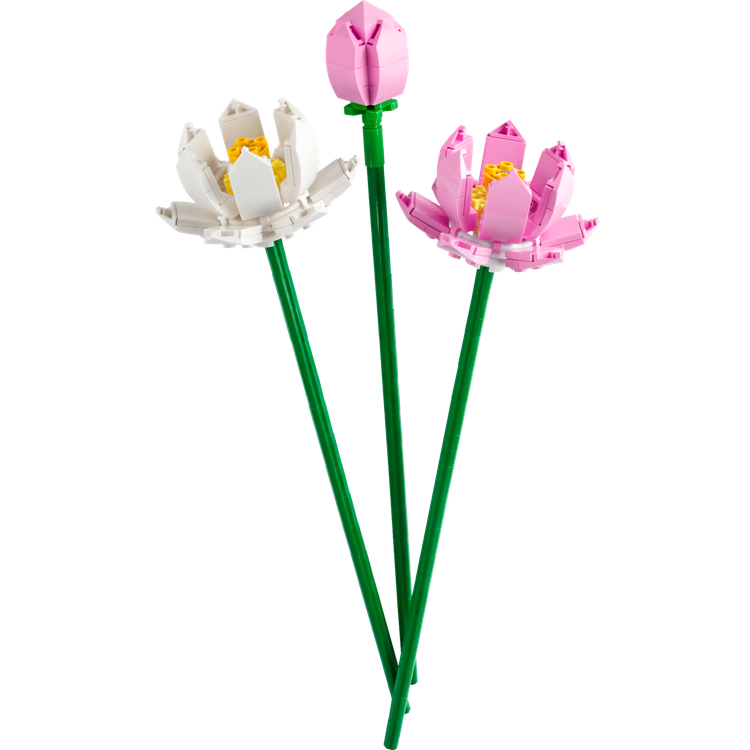 Lotus Flowers