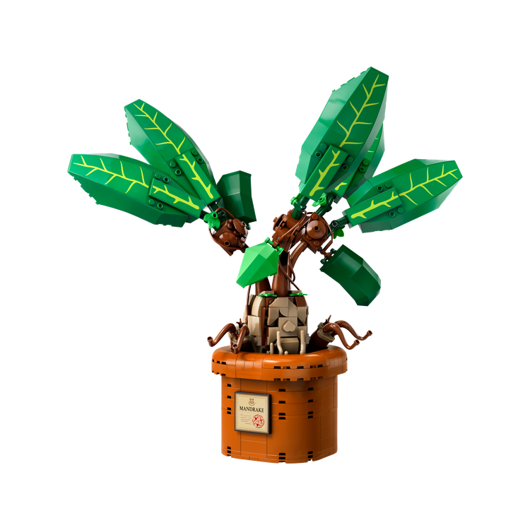 Mandrake