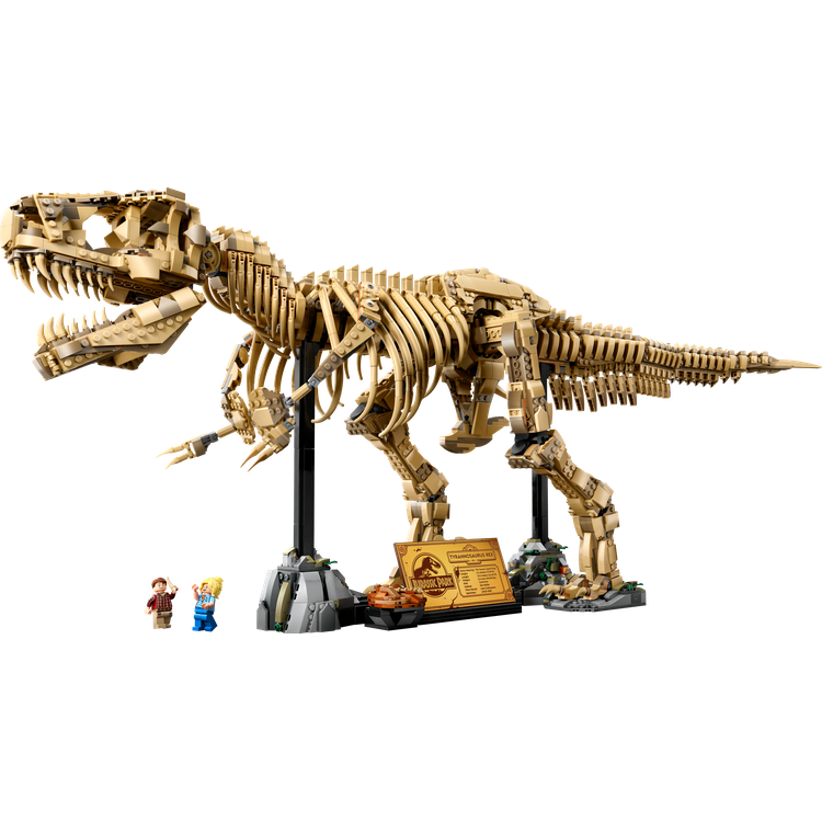Dinosaur Fossils: Tyrannosaurus Rex