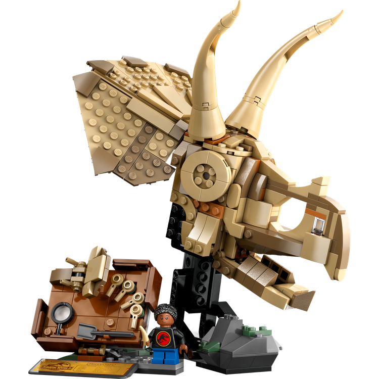 Dinosaur Fossils: Triceratops Skull