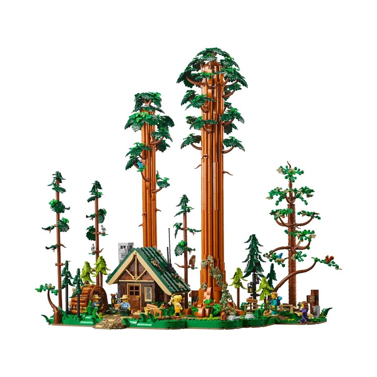 Sequoia Tree Trail